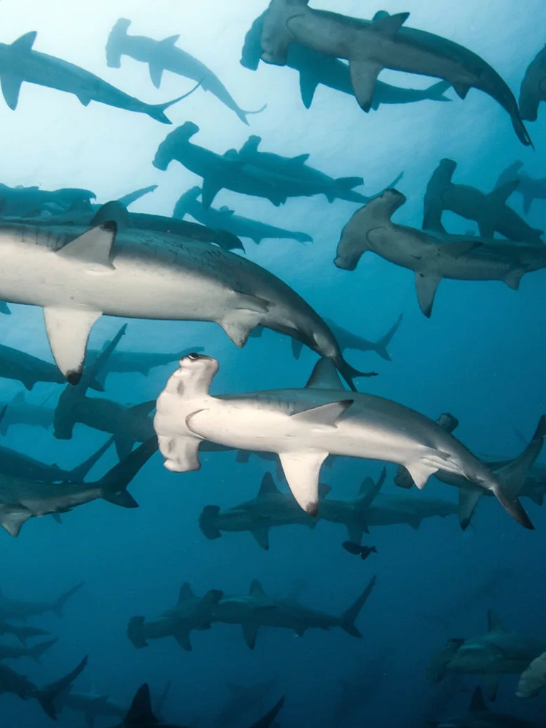 banc de requin marteaux